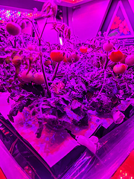 NASA's Space Plant Biology efforts