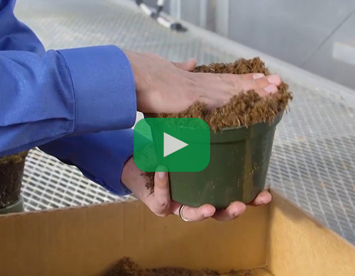 filling pots by hand