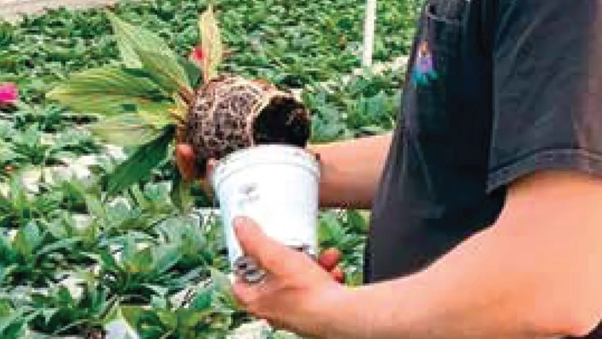 man taking plant out of pot