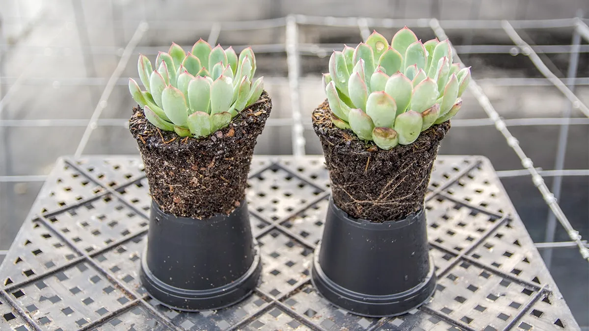 echeveria comparison