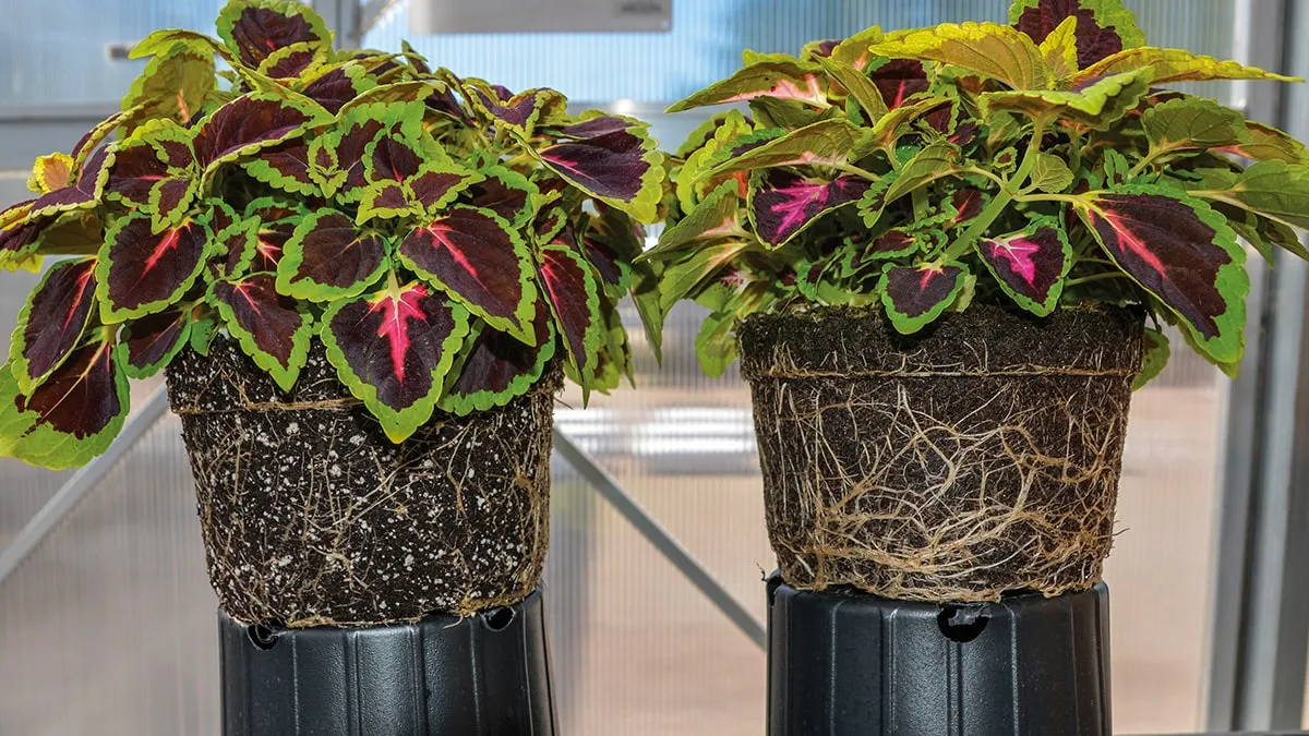 coleus comparison