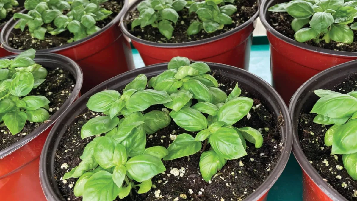 plants in red pots