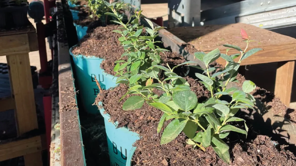 plants in blue pots