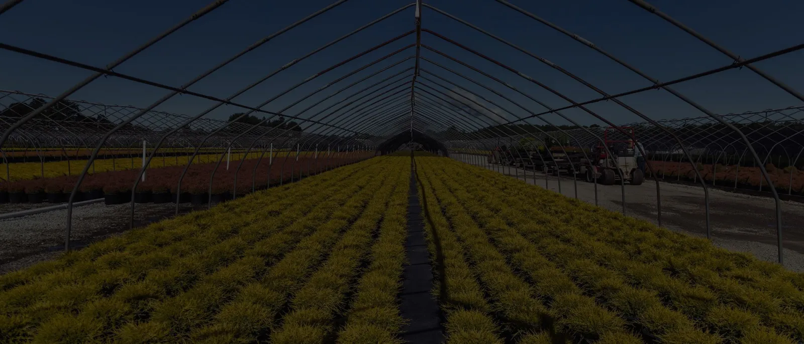 rows of Pettiti gardens